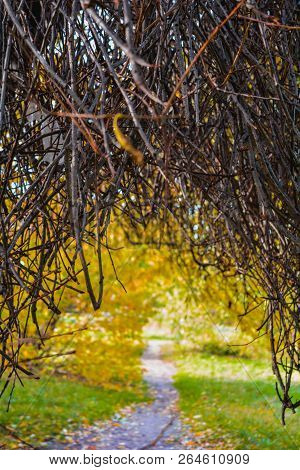 Autumn Branches Without Leaves Like An Arch Above The Path In The Park. Bare Tree Or Bush Branches