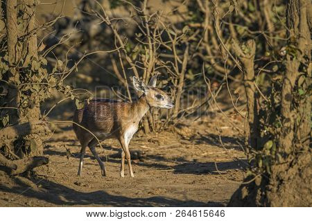 Sharpe Grysbok In Kruger National Park, South Africa ; Specie Raphicerus Sharpei Family Of Bovidae