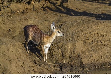 Sharpe Grysbok In Kruger National Park, South Africa ; Specie Raphicerus Sharpei Family Of Bovidae