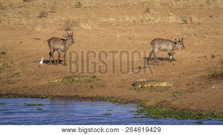 Common Waterbuck And Nile Crocodile In Kruger National Park, South Africa ; Specie Kobus Ellipsiprym
