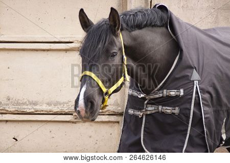 Black Horse In A Blanket On The Background Of A Concrete Wallhorse