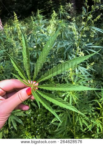 A Green Hemp Sheet Lies On The Hands Of A Young Woman, In The Background A Green Grass, A Sheet Of R