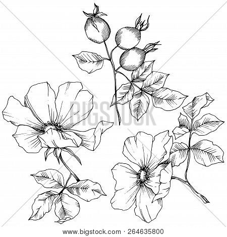 Wildflower Rosa Canina In A Vector Style Isolated. Black And White Engraved Ink Art.