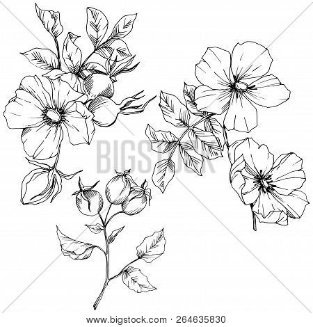 Wildflower Rosa Canina In A Vector Style Isolated. Black And White Engraved Ink Art.