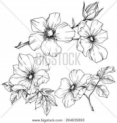 Wildflower Rosa Canina In A Vector Style Isolated. Black And White Engraved Ink Art.