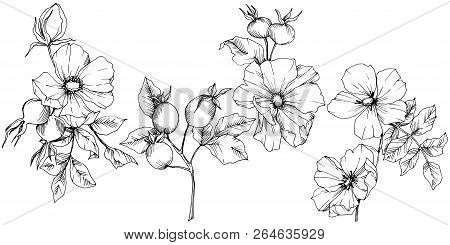 Wildflower Rosa Canina In A Vector Style Isolated. Black And White Engraved Ink Art.