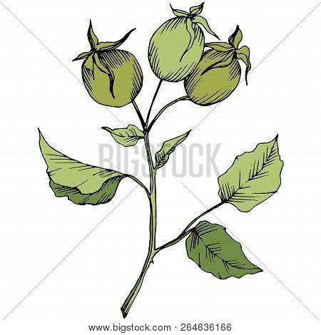 Wildflower Rosa Canina In A Vector Style Isolated. Green Engraved Ink Art.