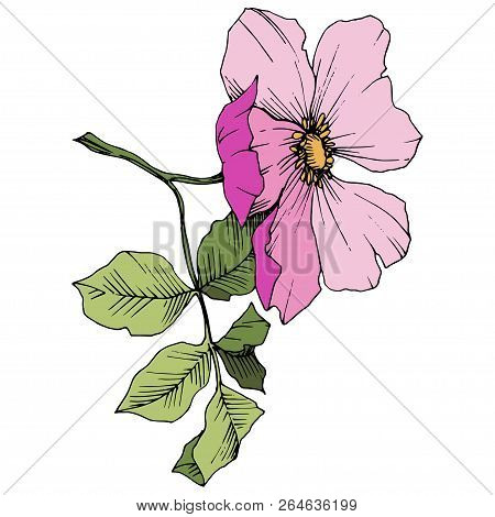 Wildflower Rosa Canina In A Vector Style Isolated. Pink Engraved Ink Art.