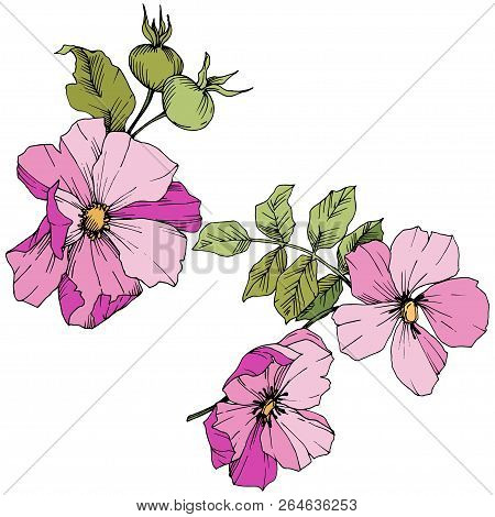 Wildflower Rosa Canina In A Vector Style Isolated. Pink Engraved Ink Art.