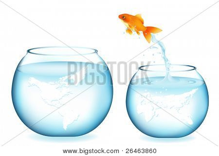 황금 물고기는 흰색 절연 다른 글로브 수족관에 점프