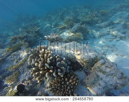 Unnderwater Fisch With Blue Water Colorfull Reef