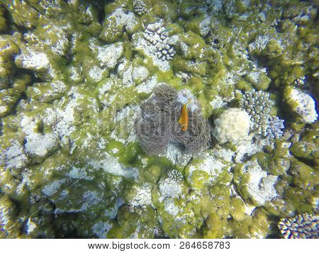 Unnderwater Fisch With Blue Water Colorfull Reef