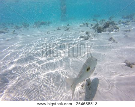 Unnderwater Fisch With Blue Water Colorfull Reef