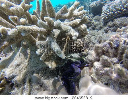 Unnderwater Fisch With Blue Water Colorfull Reef