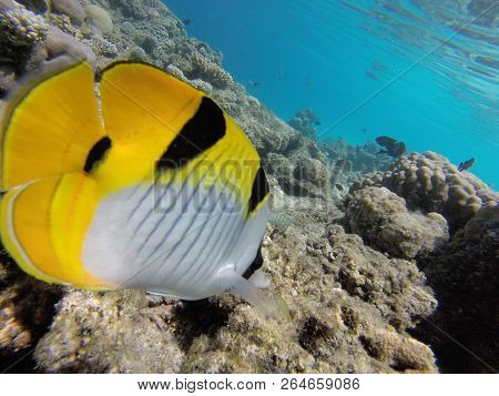 Unnderwater Fisch With Blue Water Colorfull Reef