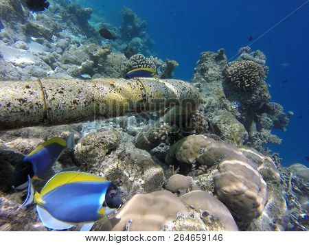 Unnderwater Fisch With Blue Water Colorfull Reef