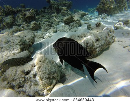 Unnderwater Fisch With Blue Water Colorfull Reef