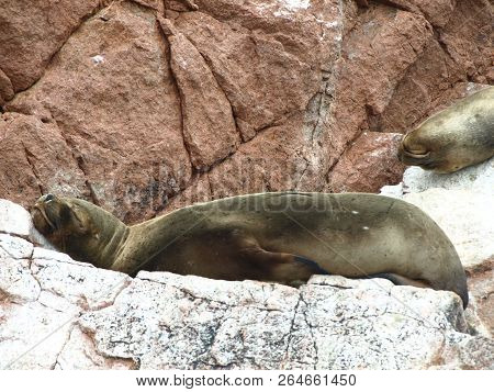 Seals Seating On The Rockin Peru Islnads