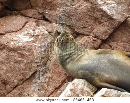 Seals Seating On The Rockin Peru Islnads