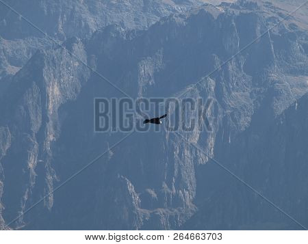 Flowers In Peru Mouintains Microfoto With Condor