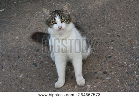 A Friendly Stray Cat Wth A Colar Sitting On The Ground