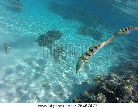 Colorfull Fisch Under Water And Reefs In Maledives