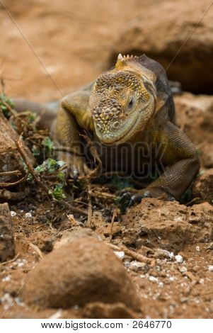 Iguana, Galapagos Adaları, Ekvador kara