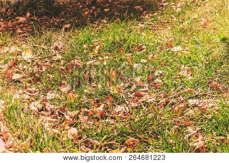 Autumn Green Grass With Leaves In The Evening