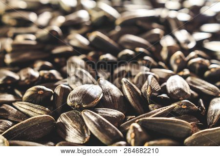 Black Sunflower Seeds Closeup Without Additional Food