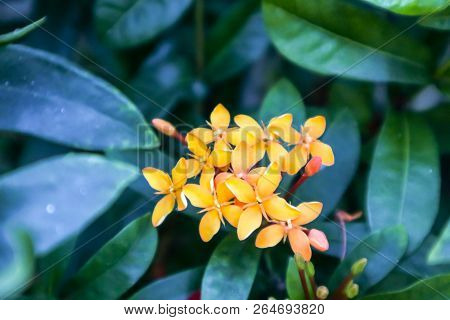 Orange Ixora Flower Boutique Spike And Bloom In The Garden