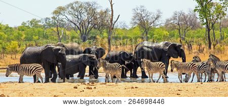 Panoramic View Of A Waterhole In Hwange National Park With Large Herd Of Elephants And Zebras With A