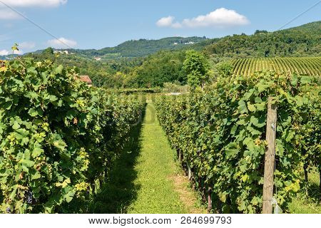 Typical Italian Red Grape Vineyards Of The Valpolicella Wine At The Base Of The Hill Near Verona, It