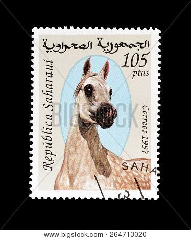 Sahrawi - Circa 1998 : Cancelled Postage Stamp Printed By Sahrawi, That Shows Horse.