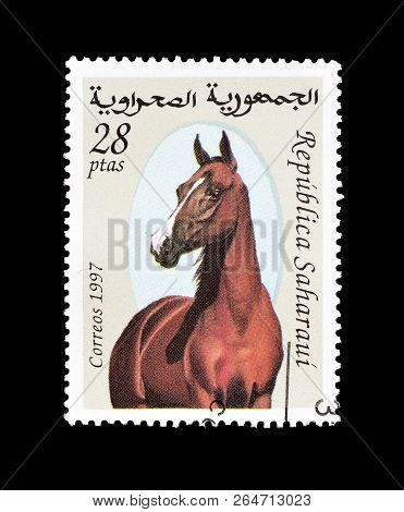 Sahrawi - Circa 1998 : Cancelled Postage Stamp Printed By Sahrawi, That Shows Horse.