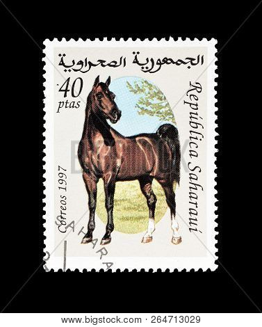 Sahrawi - Circa 1998 : Cancelled Postage Stamp Printed By Sahrawi, That Shows Horse.