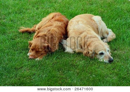 My dog   - â Golden retriever â and  â Nova Scotia Duck Tolling retriever â