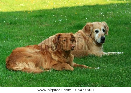 My dog   - â Golden retriever â and  â Nova Scotia Duck Tolling retriever â