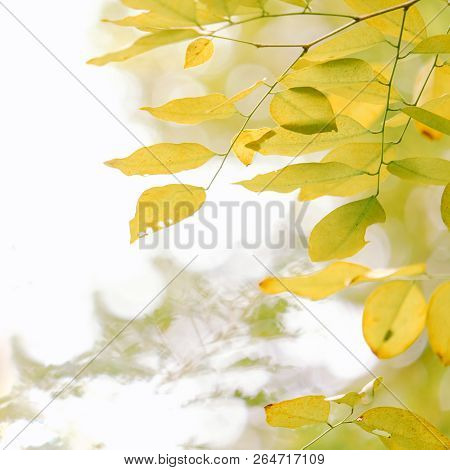 Nature Green And Yellow Leafs In Summer With White Background