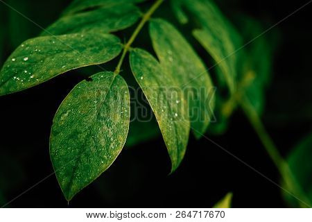 Green Leaves. Nature Background.tropical Plant,environment,photo Concept Nature And Plant