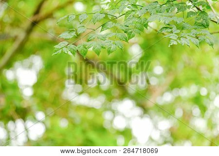Green Leave In Garden With Sunny For Natural Spring Summer Background