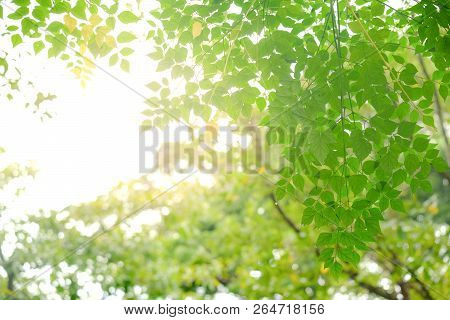 Green Leave In Garden With Sunny For Natural Spring Summer Background