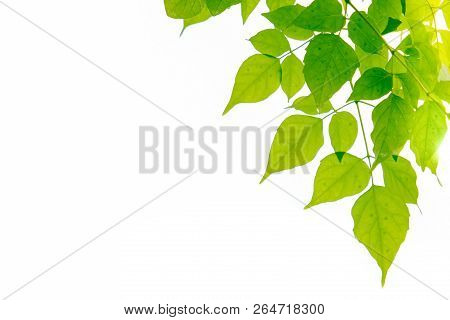 Real Green Leaf On The Tree With White Background With Pattern And Wallpaper Style For Spring Summer