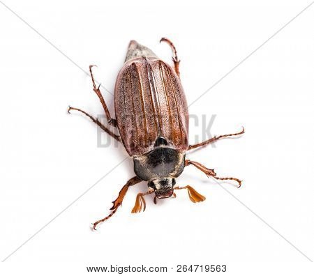 Summer chafer or European june beetle, Amphimallon solstitiale, in front of white background