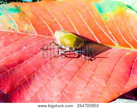 Longan Stink Bug On Red Leaf