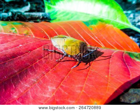 Longan Stink Bug On Red Leaf