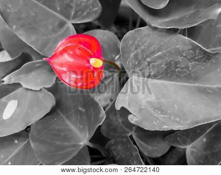 Flamingo Red Flower And Gray Leaves Background