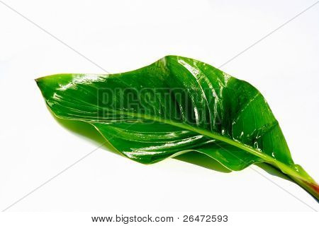 Grün Leaf auf weißem Hintergrund