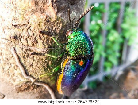 Buprestidae Is A Family Of Beetles Known As Jewel Beetles Or Metallic Wood-boring Beetles Because Of