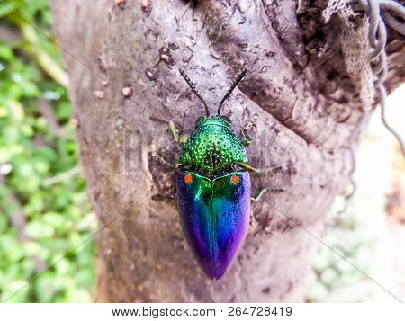 Buprestidae Is A Family Of Beetles Known As Jewel Beetles Or Metallic Wood-boring Beetles Because Of