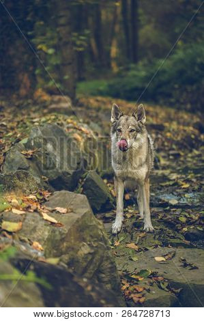 Autumn Portrait Of White, Grey, Reddish And Black Czechoslovakian Wolfdog Standing On Stones Covered